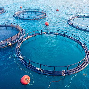 L'aquaculture, l'élevage des fruits de mer, produit de l'ammoniac dans les eaux usées naturelles. Les parcs en filet contenant du poisson, illustrés ici, peuvent également être nocifs.